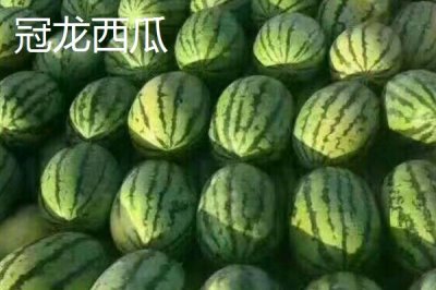 大型西瓜品种,这些品种最大可达40斤
