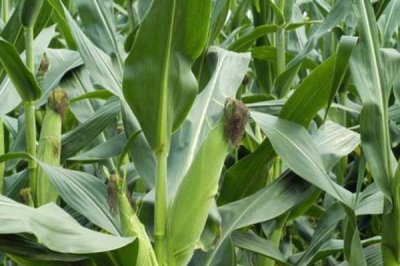 榆玉19玉米种子特点，每亩适宜密度5000株