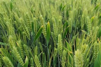 小满是什么节气,是第八个节气