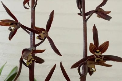 我国珍贵兰花品种介绍,常见以下十种