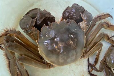 公河蟹有没有蟹黄,没有蟹黄但具有蟹膏