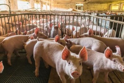 小苏打在养猪中的作用,可促进生长增体重