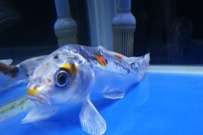 锦鲤会睡觉吗,与人一样会睡觉