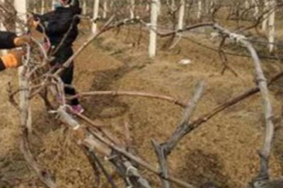 巨峰葡萄的冬季管理技术,需向园内施入充足的基肥