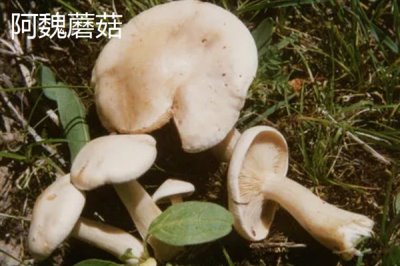 新疆塔城市的特产,乌苏柳花茶被视为茶中极品