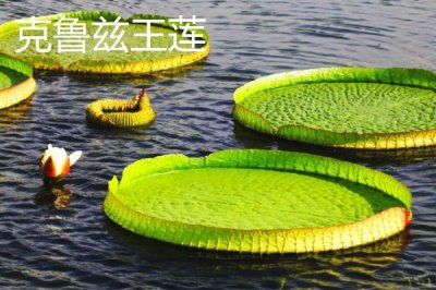王莲能坐人吗，其叶片非常大能坐人