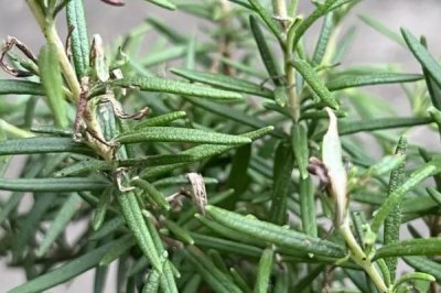 迷迭香的价格，价格会根据地区、时间、季节等浮动