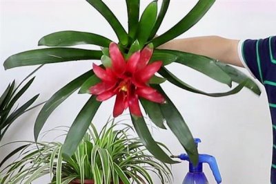 鸿运当头花干了如何修剪，要将其从下方剪掉