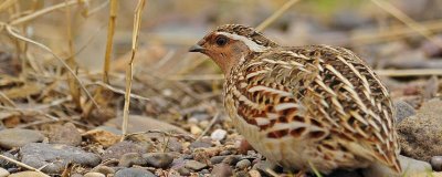 鹌鹑的养殖技术,产蛋期要注意光照时长