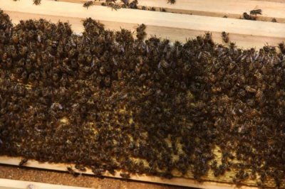 怎样刺激中蜂快速造脾,从温度、饲喂等方面着手