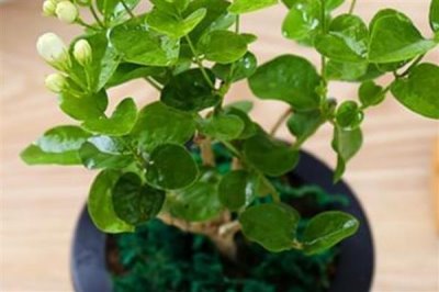 茉莉枝条怎么扦插，斜切枝条再插入土壤中可增加吸水面积