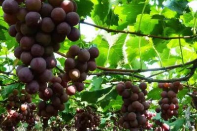 三月葡萄如何管理，葡萄果园应及时全园灌水