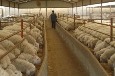 肉羊的养殖效益会受到哪些因素的影响,羊只的品种是首要因素