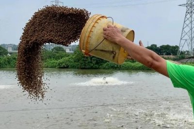 梭子蟹能人工养殖吗,梭子蟹通常可以人工养殖