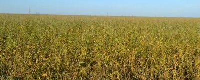 内蒙古大豆品种，常见的有这8种