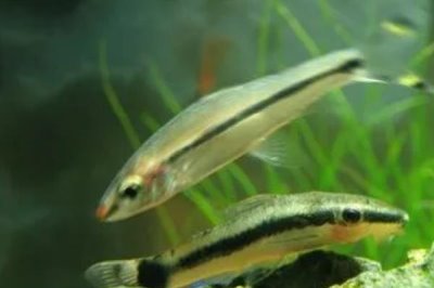 草缸适合养什么鱼,适合养青苔鼠、玛丽鱼、小精灵和灯鱼等