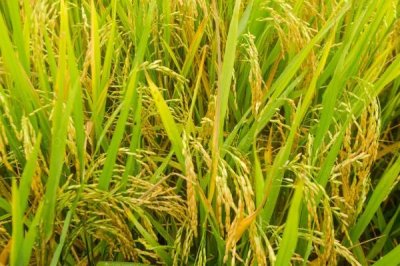 嘉优9370水稻种简介,全生育期150.4天