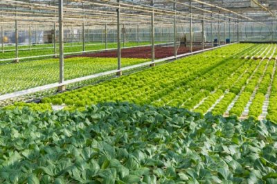 温室蔬菜冬季施肥注意事项,谨记以下十不宜