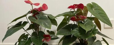 春季红掌怎么养,要防止低温对红掌造成伤害