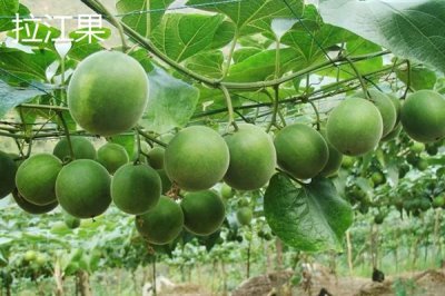 罗汉果的种植前景,加工品在市场上供不应求前景可观