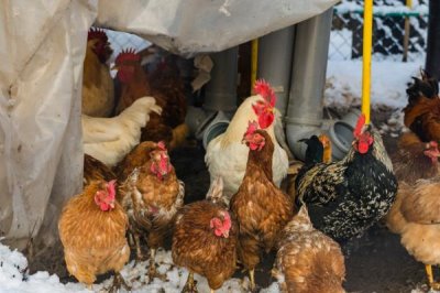 冬季养鸡的注意事项，要给它们做保暖措施