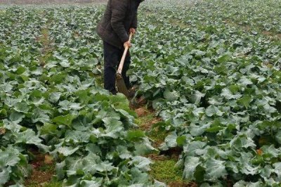 哪种油菜专用肥料比较好，适量追施钾肥效果更佳