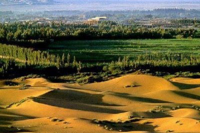 常见的荒漠植物有哪些，光棍树、仙人掌和沙柳都具代表性