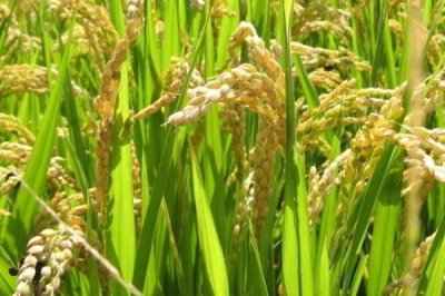 赛粳618水稻种子介绍，每亩大田栽插0-2万穴