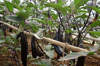 越夏茄子怎么追肥，需适量施加