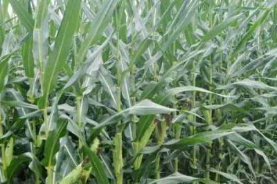 人禾668玉米种子介绍，中抗茎腐病（17.1MR）