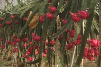 种植火龙果需要什么条件,要使用深厚、肥沃、疏松的土壤