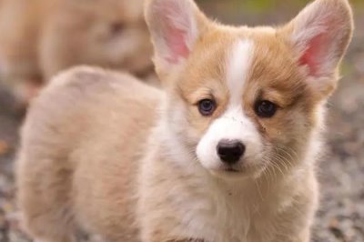 狗狗缺钙如何解决,可饲喂虾、蛋、骨头汤等富含钙元素的食物