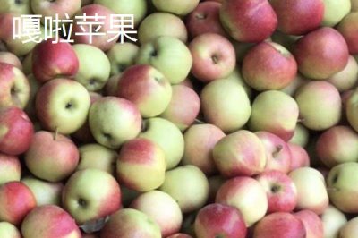 有哪些好吃的苹果新品种，包括福星、瑞雪、蜜脆等种类