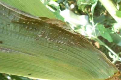 玉米纹枯病的症状,初期为水渍状近圆形病斑