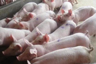 仔猪断奶转群要注意什么,要积极应对应激反应