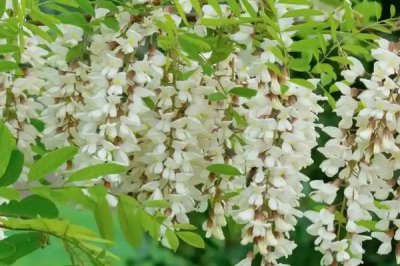 槐花的花语是什么，寓意美好向往、脱尘出俗等