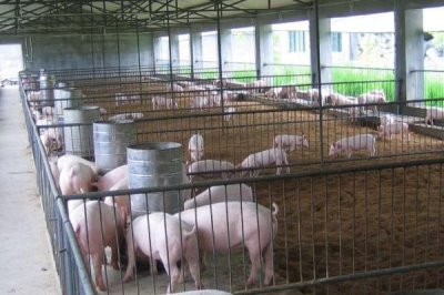 猪舍潮湿处理方法,潮湿情况时常发生
