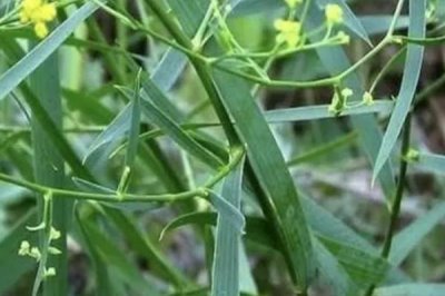 柴胡的价格，一斤需要30-60元左右