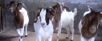 羊怎么喂养长得快，需要科学的喂养方法