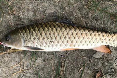 垂钓军鱼的方法，可采用手竿钓、抛竿钓等方式