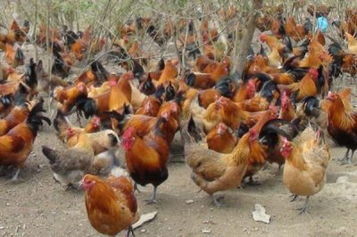 禽类呼吸疾病能否从外表看出来，患病鸡会出现咳嗽、打鼾等症状