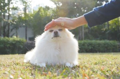 小狗出生几天就会走路,一个月左右的时候便会走路