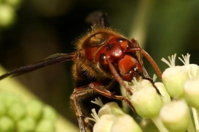 黑腹虎头蜂的天敌,黄尾巢螟、大型胡峰和人类都是