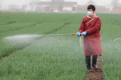如何给低温麦田除草施药,要合理利用高温时段除草