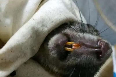 怎么养魔王松鼠,不宜食用肉蛋类食物