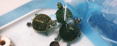 巴西龟怎么喂,要定量的给巴西龟投喂食物