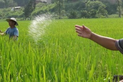 过磷酸钙有几种施用方式,可以作基肥、种肥、追肥和根外施肥