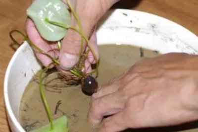 荷花种子如何种植,可以直接使用塘泥进行养护
