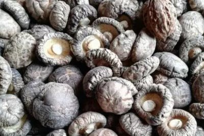 香菇的品种,常见以下9种
