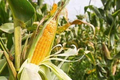 现代558玉米种子简介,中抗灰斑病